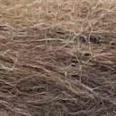 Guz - #C010 - Chocolate - Guz