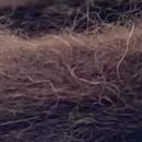 Guz - #C100 - Marron - Guz